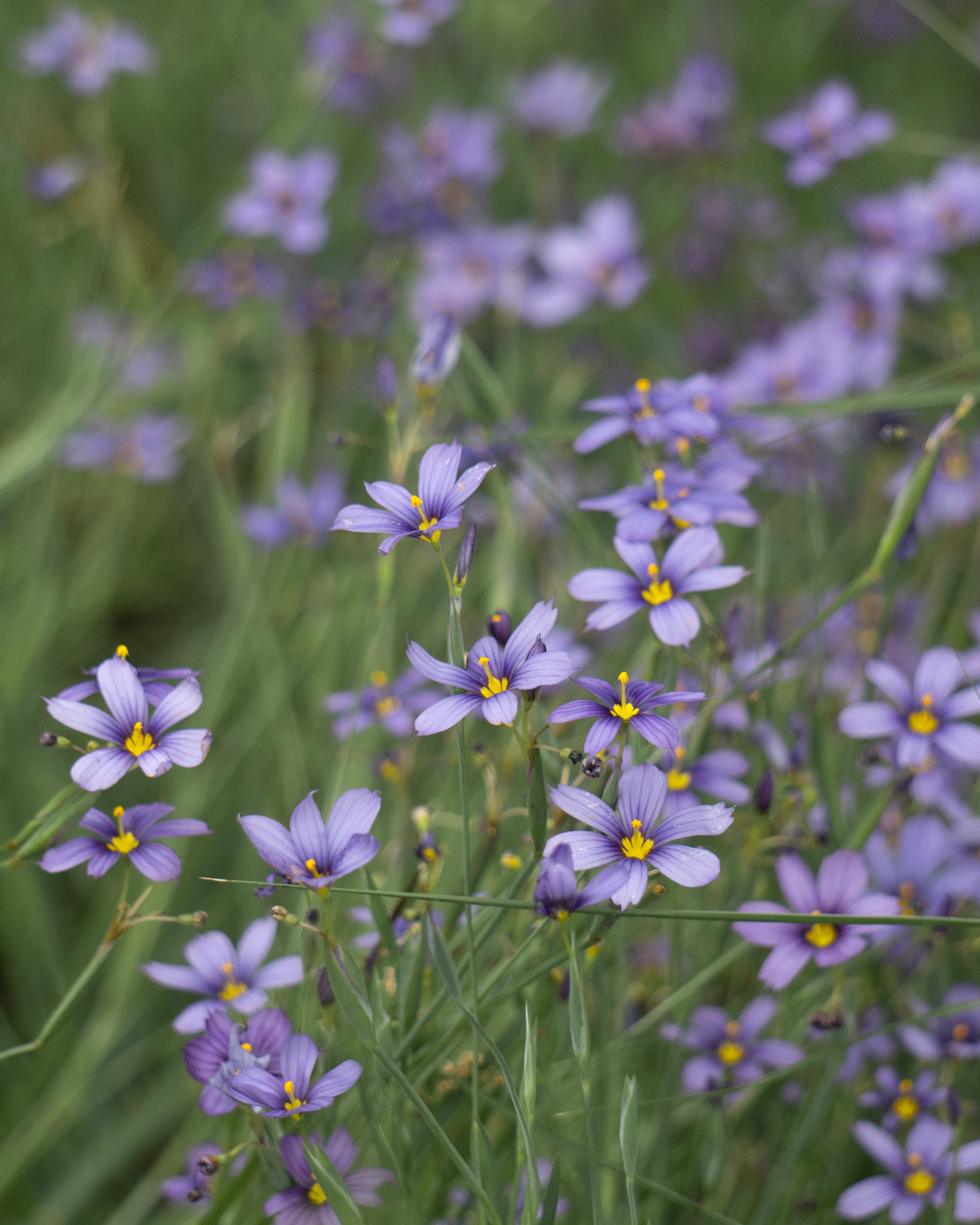 Little purple flowers with bright yellow centers in the grass